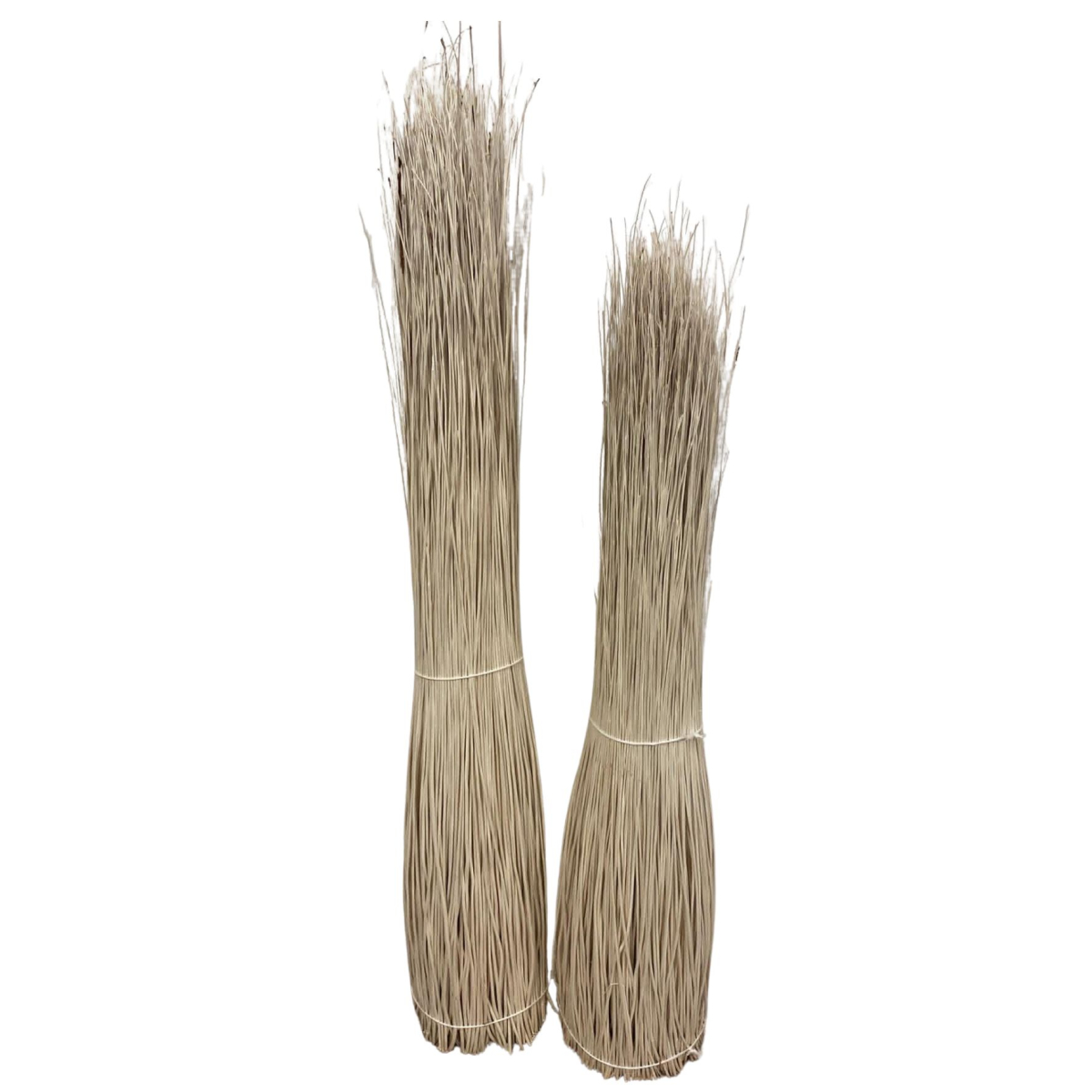 Osier buff Blanchi écorcé – Longueur 100 cm