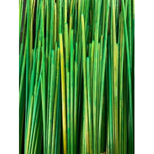 Paille de seigle couleur Citron vert - 50g